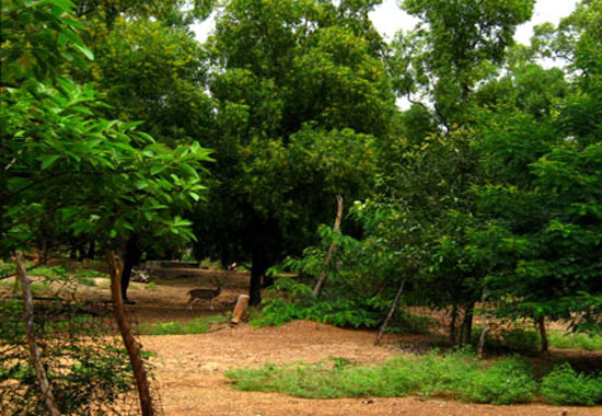 Ballavpur Forest