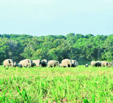 Assam