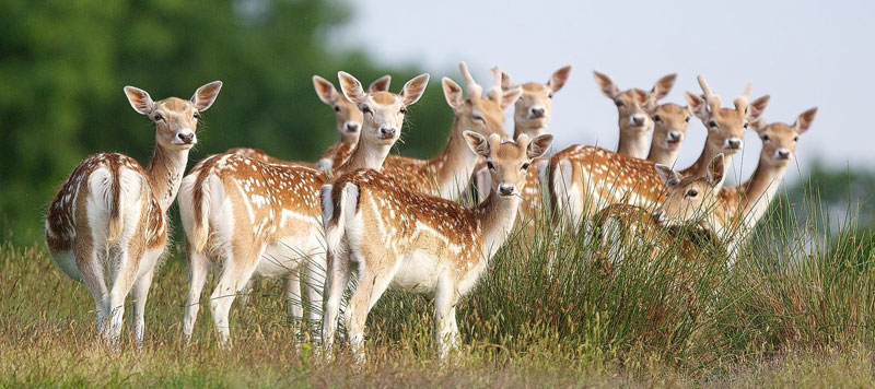 Sundarban