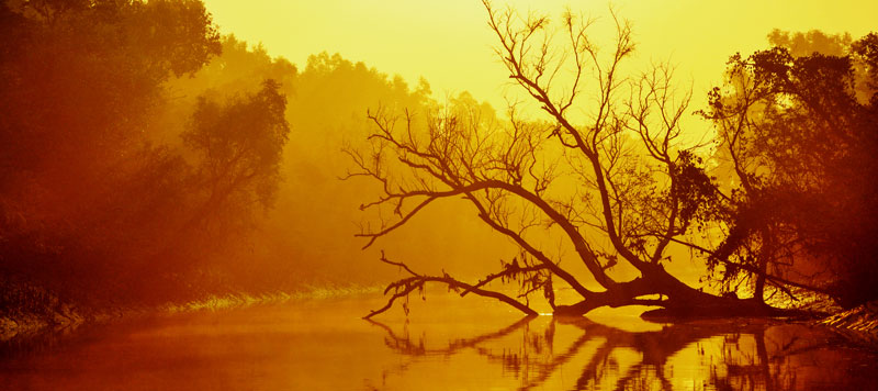 Sundarban